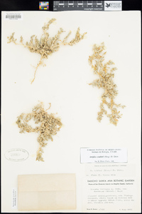 Atriplex coulteri image