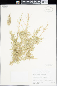 Atriplex canescens image