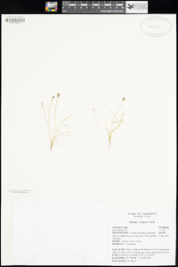 Plantago elongata image