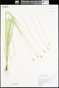 Carex subfusca image