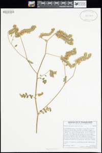 Phacelia ramosissima image