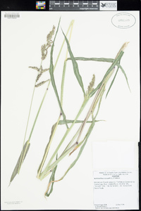 Echinochloa crus-galli image