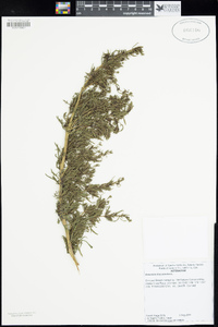 Artemisia dracunculus image