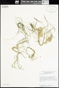 Zannichellia palustris image