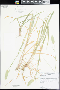 Phalaris minor image