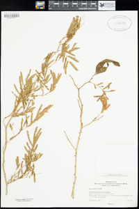 Image of Senegalia riparia