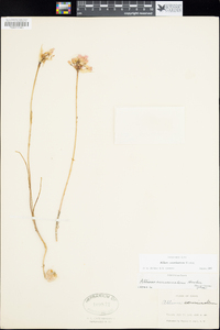 Allium acuminatum image