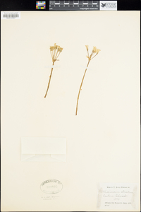 Nothoscordum bivalve var. bivalve image