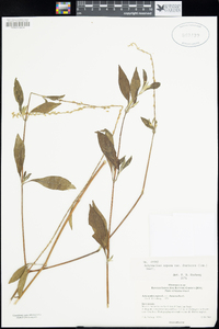 Image of Achyranthes bidentata