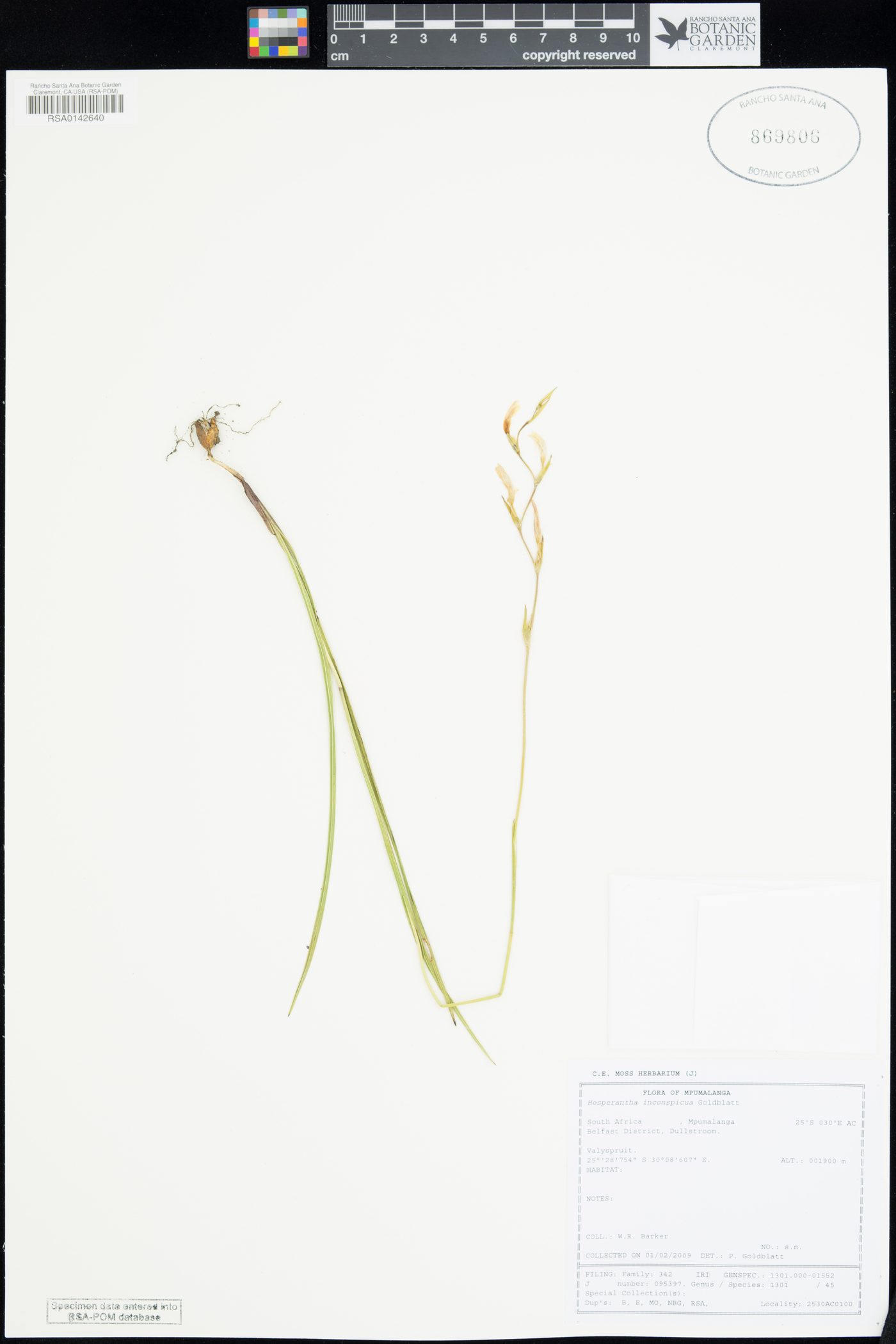 Hesperantha inconspicua image