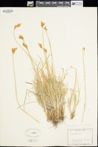 Carex petasata image