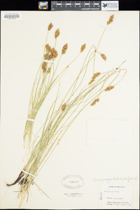 Carex praegracilis image