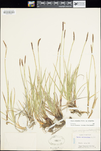 Carex scirpoidea subsp. scirpoidea image