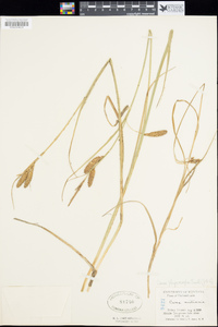 Carex saxatilis image