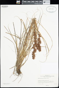 Morelotia gahniiformis image