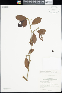 Image of Antidesma pyrifolium