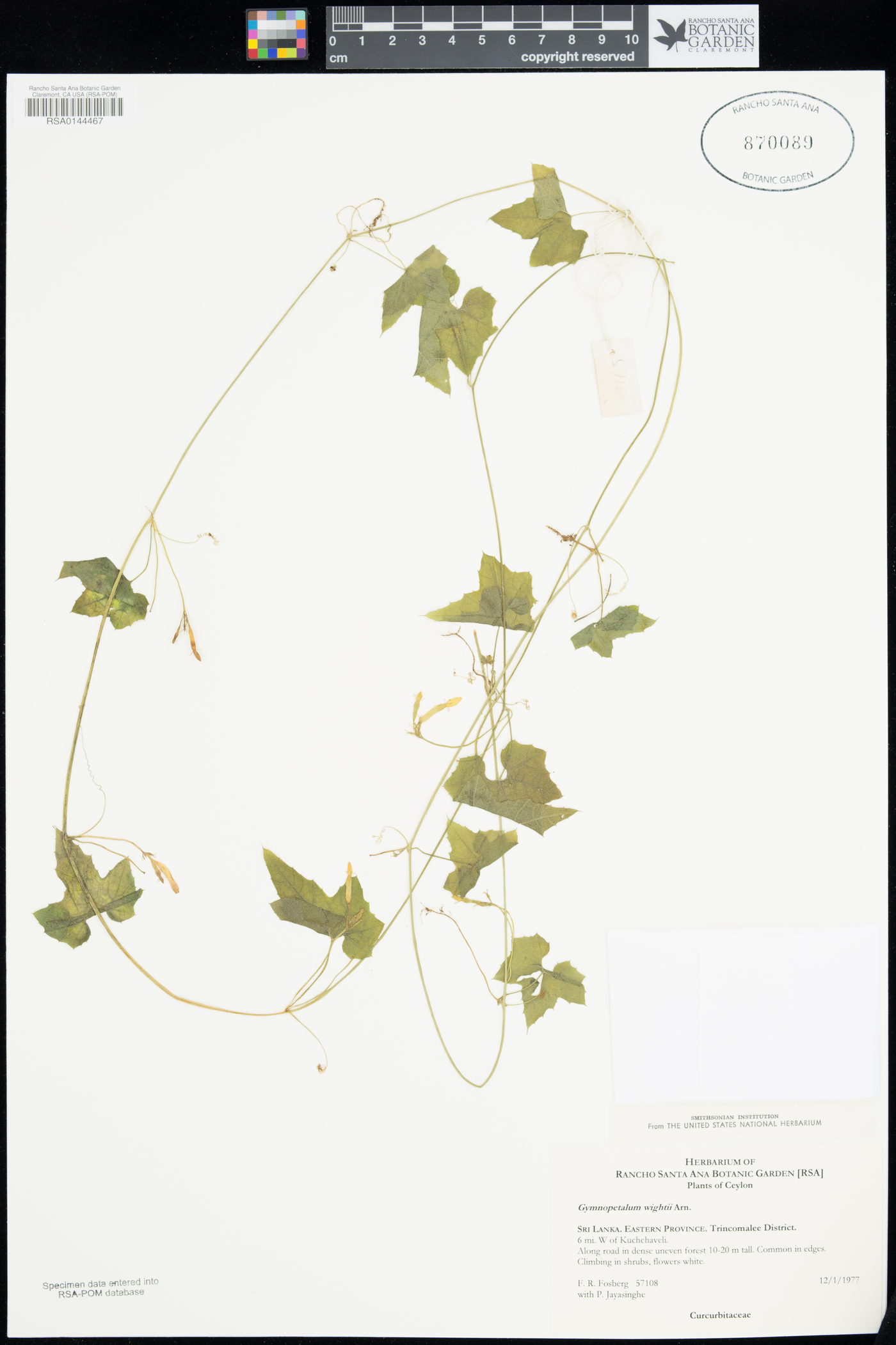 Trichosanthes tubiflora image