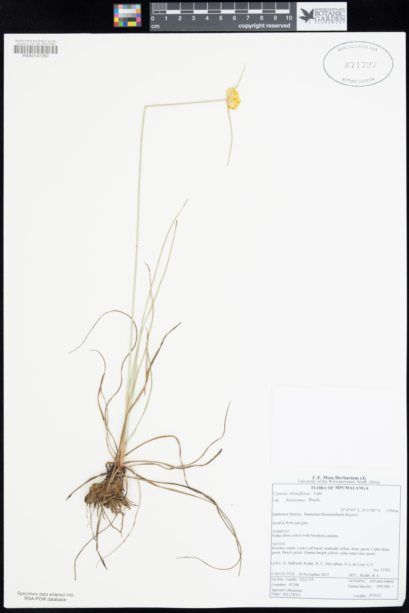 Cyperus sphaerocephalus image