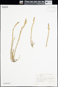 Salicornia quinqueflora subsp. quinqueflora image