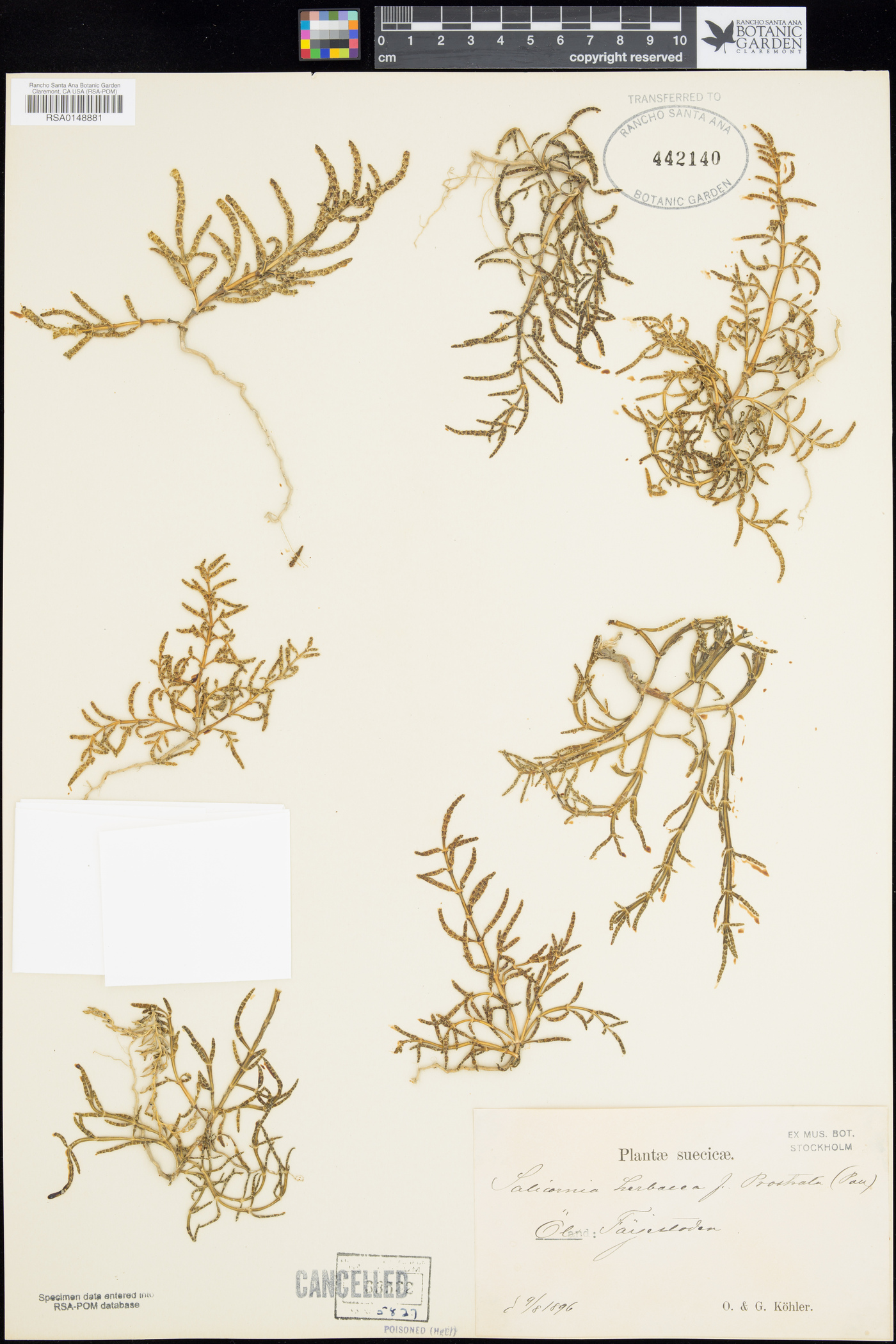 Salicornia perennans image