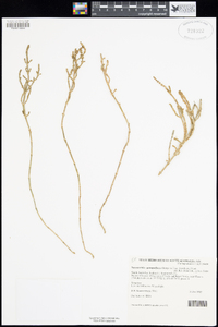 Salicornia quinqueflora subsp. quinqueflora image