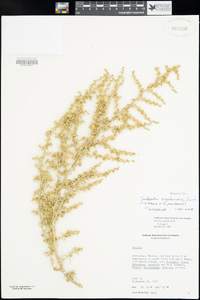 Salsola gobicola image