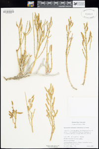 Salicornia utahensis image