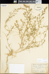 Salsola tragus image