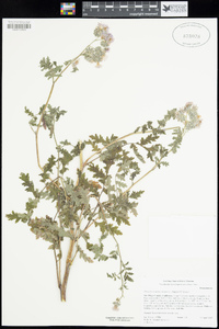 Phacelia cicutaria image