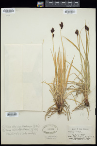 Carex chalciolepis image