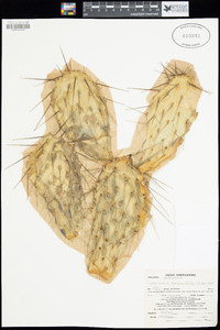 Opuntia polyacantha var. polyacantha image