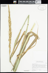 Elymus condensatus image