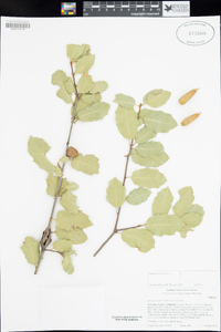 Quercus wislizeni var. wislizeni image