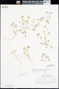 Nemophila menziesii image