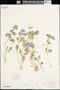 Nemophila menziesii image