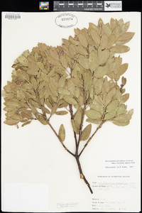 Arctostaphylos glandulosa subsp. crassifolia image