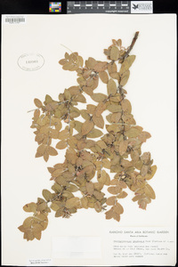 Arctostaphylos cruzensis image