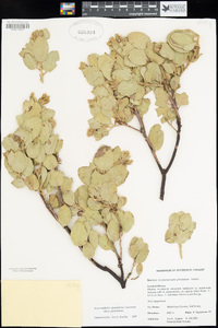 Arctostaphylos glandulosa image