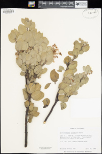 Arctostaphylos glandulosa subsp. glandulosa image