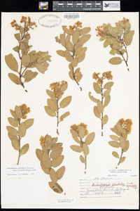 Arctostaphylos glandulosa subsp. crassifolia image