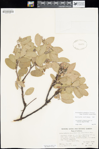 Arctostaphylos glandulosa subsp. crassifolia image