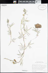 Neptunia pubescens var. pubescens image