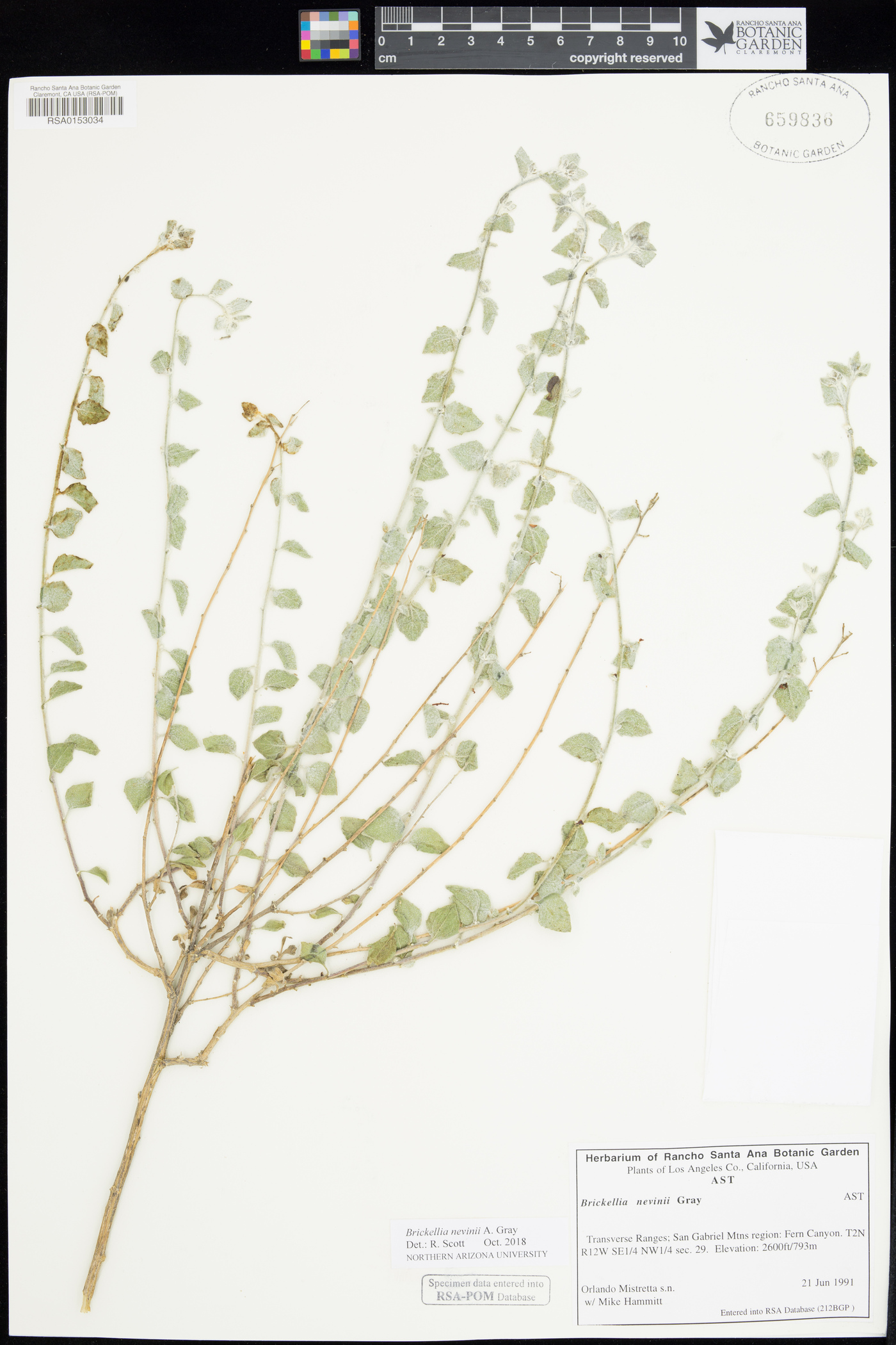 Brickellia nevinii image