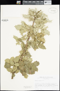 Berberis aquifolium var. dictyota image