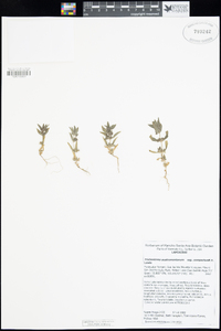 Trichostema austromontanum subsp. compactum image