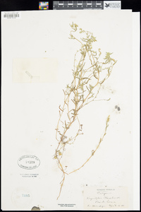 Cryptantha clevelandii image