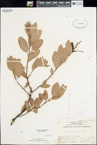 Arctostaphylos manzanita image