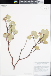 Arctostaphylos glauca image