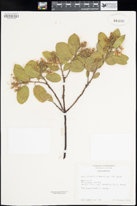 Arctostaphylos manzanita image