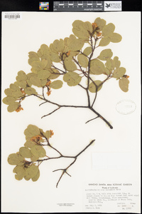 Arctostaphylos manzanita image